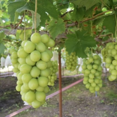 【発送月固定定期便】ご家庭用やまがたシャインマスカット定期便全2回