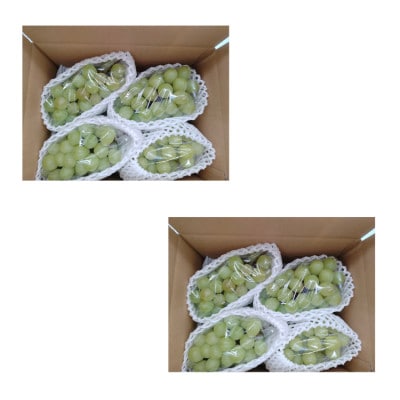 【発送月固定定期便】ご家庭用やまがたシャインマスカット定期便全2回