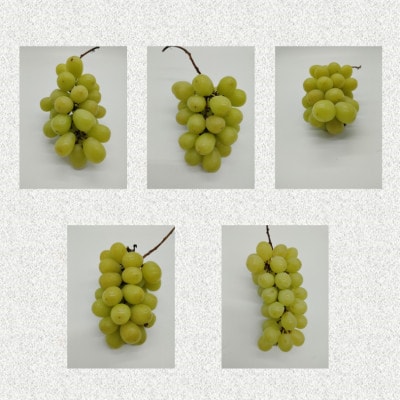 【発送月固定定期便】ご家庭用やまがたシャインマスカット定期便全2回