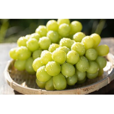 【発送月固定定期便】やまがたシャインマスカット定期便全2回