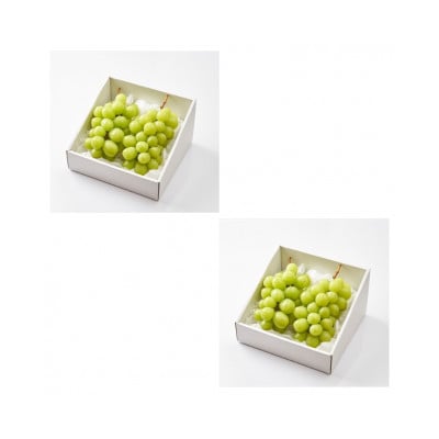 【発送月固定定期便】やまがたシャインマスカット定期便全2回