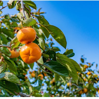 ご家庭用　庄内柿　5kg(26～32玉)