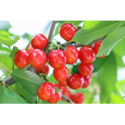 【2026年発送予定 先行受付】山形県産さくらんぼ　紅さやか1kg　Lサイズ バラ　秀品