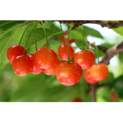 紅秀峰Lサイズ秀品1kg並び詰め