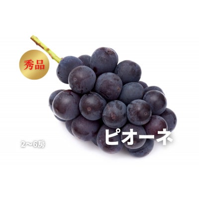 《2024年先行受付》ぶどう「ピオーネ」　秀品　2～6房(計2kg)