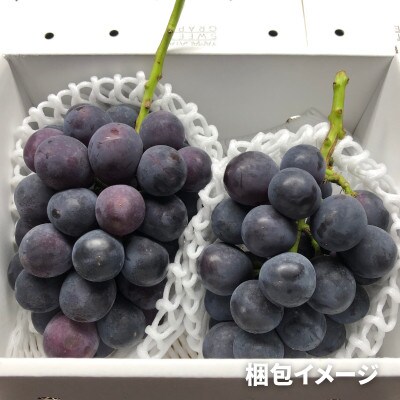 《2024年先行受付》ぶどう「ピオーネ」　秀品　2～6房(計2kg)