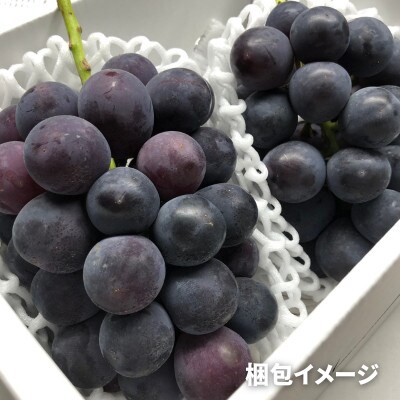 《2024年先行受付》ぶどう「ピオーネ」　秀品　2～6房(計2kg)
