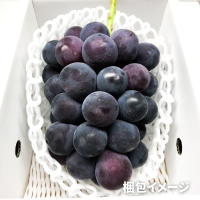 《2024年先行受付》ぶどう「ピオーネ」　秀品　1房(700g以上)