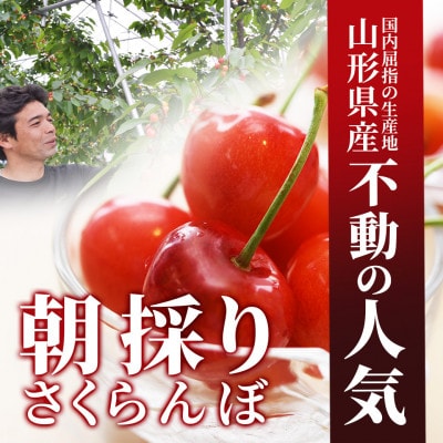 さくらんぼ佐藤錦L玉以上1kg(500g×2)  秀品 ギフト箱入 山形県産【令和7年産 先行受付】
