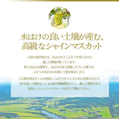 ぶどう シャインマスカット 大粒 2房 ギフト箱入り 山形県産 【令和7年産 先行予約】