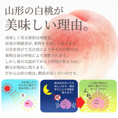 白桃 5kg(約16～20玉前後) ギフト用 大玉 品種おまかせ 山形県産 【令和7年産 先行受付】