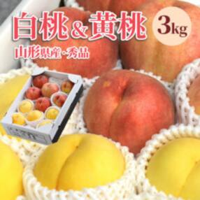 白桃&amp;黄桃 3kg(7～13玉前後) ギフト用 品種おまかせ 山形県産 【令和6年産 先行受付】