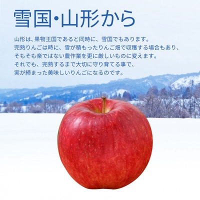 サンふじりんご 完熟 5kg(約16～20玉) 山形県産 ギフトBOX入り 【令和7年産 先行予約】