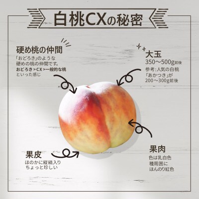 白桃 CX(シーエックス) 2.5kg入り 硬い桃 大玉 山形県産 【令和8年産 先行受付】