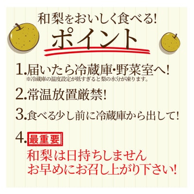 和梨 3kg ギフト箱入り 秀品 山形県 【令和7年産 先行受付】