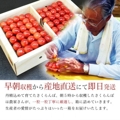 さくらんぼ紅秀峰 300g 大粒3L玉以上 特秀 化粧箱入 山形県産 【令和7年産 先行受付】