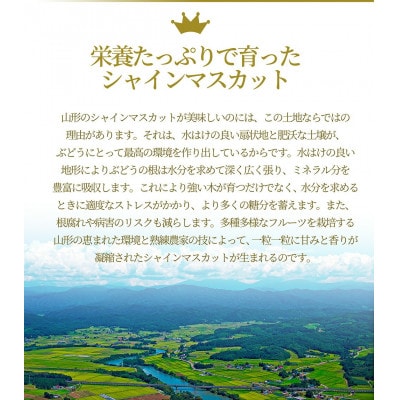 シャインマスカット 900g 1房 大粒 特秀 ギフト箱 山形県産 【令和8年産 先行受付】