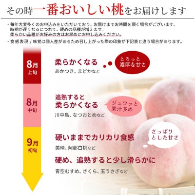 順次発送中! 白桃 2kg(6～8玉前後) 秀品 ギフト用 品種おまかせ 山形県産