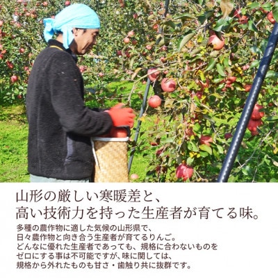 【さとふる限定】 山形県産 りんご 訳ありサンふじ 3kg(8～12玉前後)【令和7年産 先行予約】