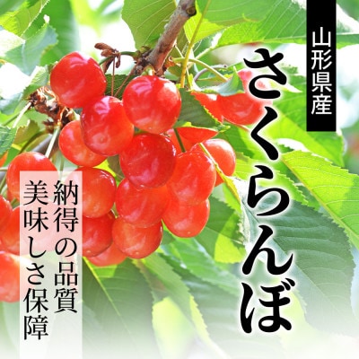 さくらんぼ(佐藤錦or紅秀峰)L玉500g 特秀品 手詰ギフト 山形県産 【令和8年度 先行予約】