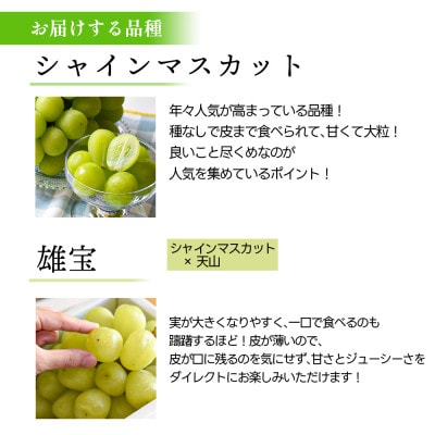 シャインマスカット&雄宝 計1.8kg 秀品 ギフト箱入り【令和8年産 先行予約】