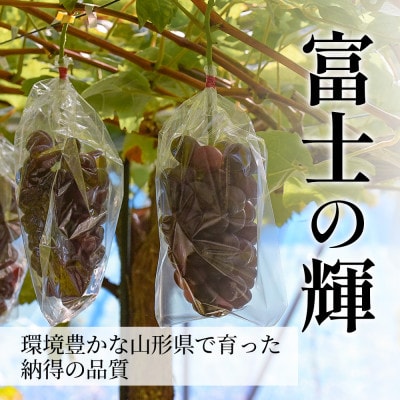 富士の輝 600g 1房 秀品 ギフト箱入り 山形県産【令和8年産 先行予約】
