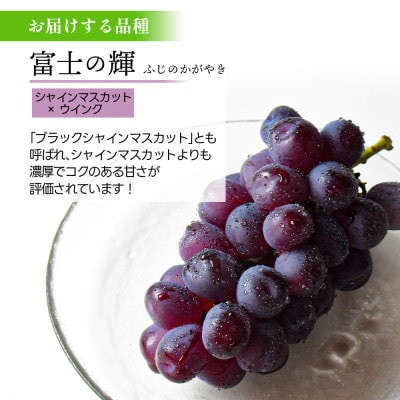 富士の輝 600g 1房 秀品 ギフト箱入り 山形県産【令和8年産 先行予約】