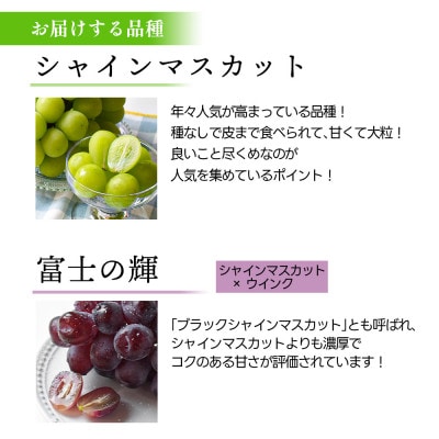 シャインマスカット&富士の輝 1kg 秀品 ギフト箱入り 山形県産【令和8年産 先行予約】