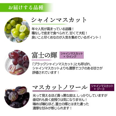 シャインマスカット&富士の輝&マスカットノワール 1.5kg 秀品 山形県産【令和8年産 先行予約】