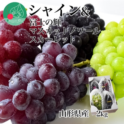 シャインマスカット&富士の輝&マスカットノワール&スカーレット 2kg【令和8年産 先行予約】