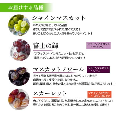シャインマスカット&富士の輝&マスカットノワール&スカーレット 2kg【令和8年産 先行予約】