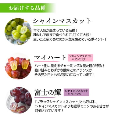 シャインマスカット&富士の輝&マイハート 1.8kg 秀品 ギフト箱入り【令和8年産 先行予約】