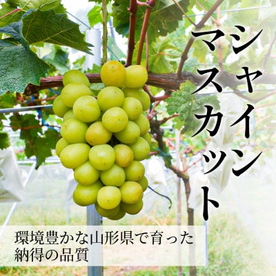シャインマスカット&マイハート 1.2kg 秀品 ギフト箱入り【令和8年産 先行予約】