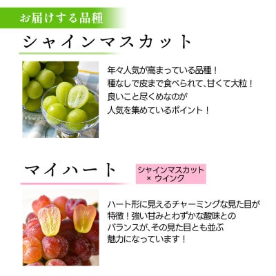 シャインマスカット&マイハート 1.5kg 秀品 ギフト箱入り【令和8年産 先行予約】