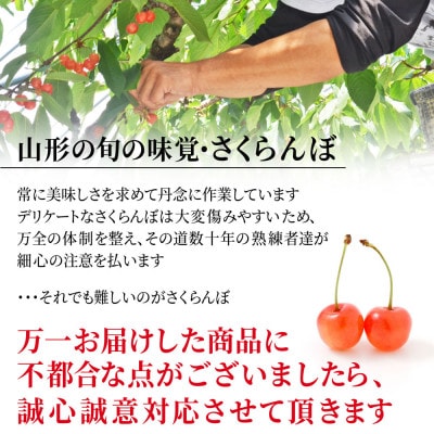 さくらんぼ 佐藤錦 L玉 300g 秀品 ギフト箱入り 山形県産【令和8年産 先行受付】
