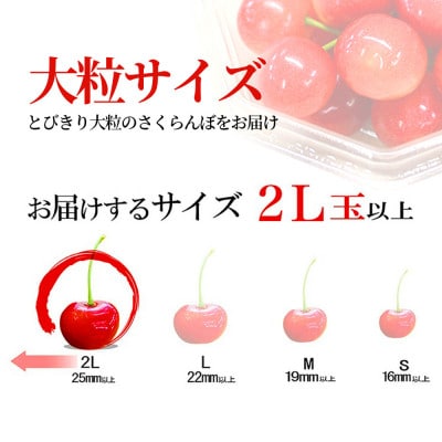 さくらんぼ 紅秀峰 2L玉 300g 秀品 ギフト箱入り 山形県産【令和8年産 先行受付】