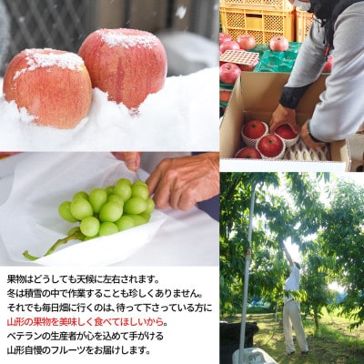 【発送月固定定期便】山形から新しい発見フルーツ(シャインマスカット、洋梨、はるかりんご)全3回