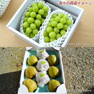 【発送月固定定期便】山形の秋、ちょっとだけ感じてみませんか?フルーツ(シャイン、洋梨)全2回