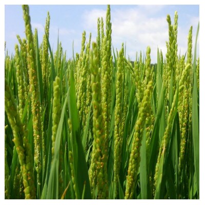 ☆令和5年産☆　庄内産雪若丸10kg(5kg×2袋)