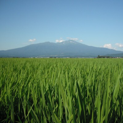 【毎月定期便】山形県産はえぬき10kg(5kg×2袋)全6回