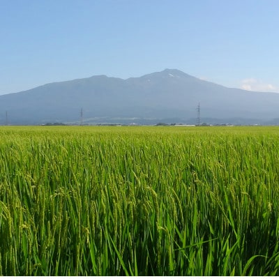 【毎月定期便】山形県産ひとめぼれ10kg(5kg×2袋)全6回