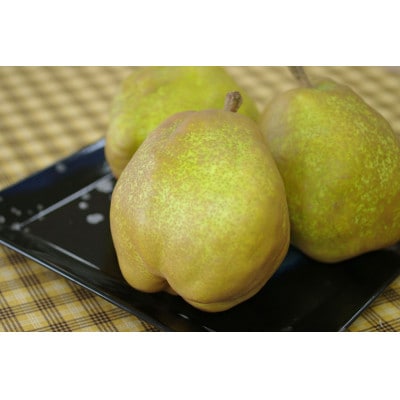 山形県産ラフランス 約2.5kg 7玉～9玉【2025年発送】