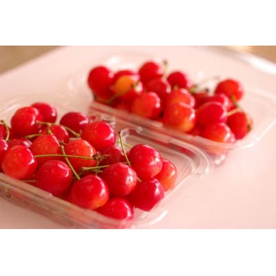 紅秀峰 さくらんぼ 2L 500g×1パック入【2025年発送先行予約】