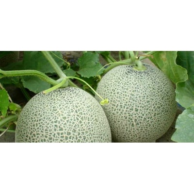 山形県庄内産メロン 3玉入～5玉入 約5kg 赤肉 品種の指定はできません【2025年発送先行予約】