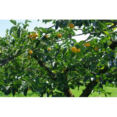 庄内柿 種無しで食べやすい 約5kg 約24～約30玉【令和7年発送先行予約】
