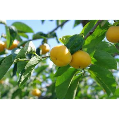 庄内柿 種無しで食べやすい 約3.5kg 約14～18玉【令和7年発送先行予約】