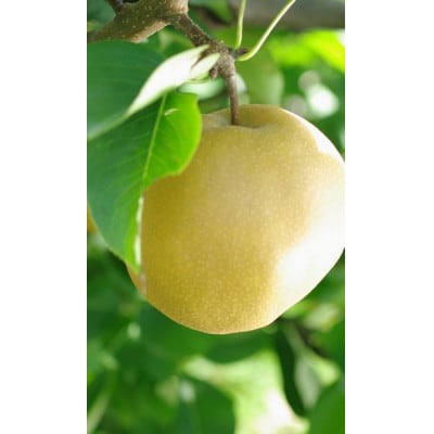 幸水梨　約8玉～約14玉　約5kg【令和7年発送先行予約】
