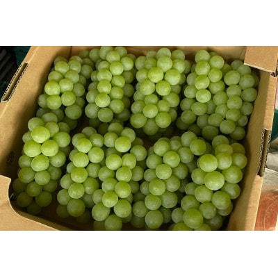 ナイアガラぶどう 8～11房　約2.5kg【令和8年発送先行予約】