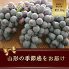 スチューベンぶどう 8～約11房　約2.5kg【令和7年発送】