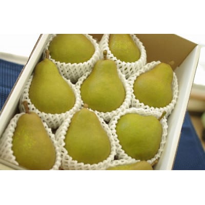 西洋梨　約5玉～約9玉　約2.5kg　品種指定はできません【令和7年発送先行予約】